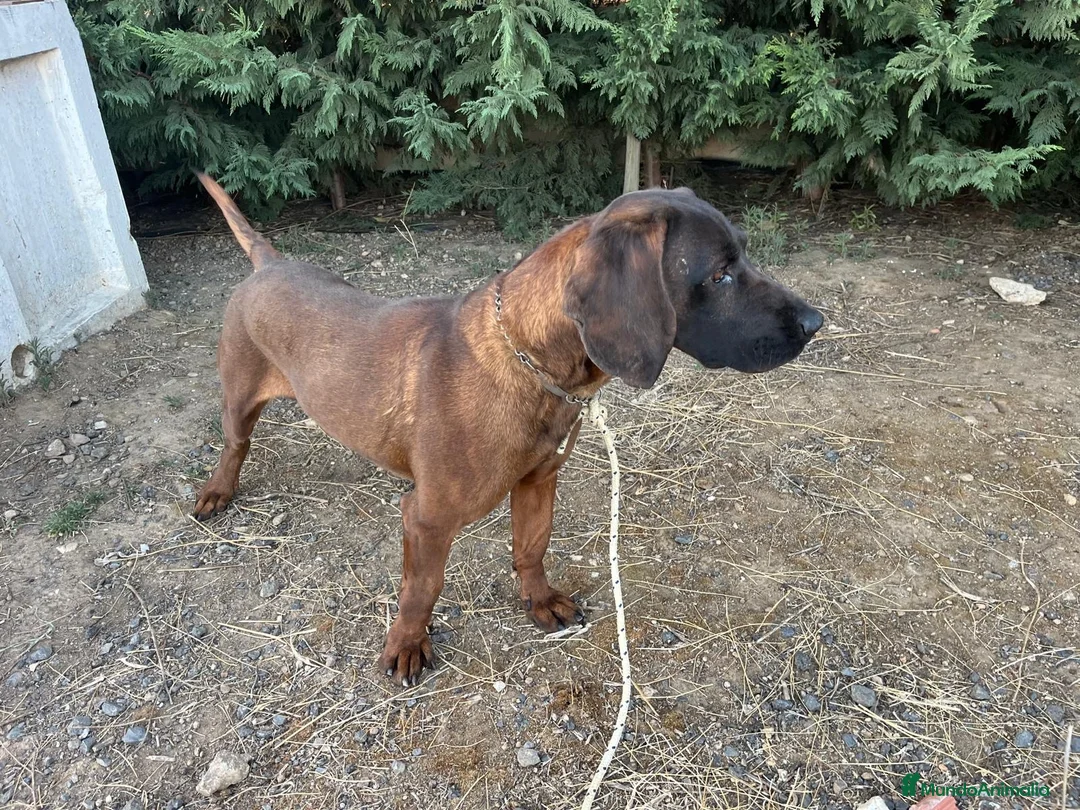 Sabueso de Sangre de Baviera perros en venta: Sabueso de sangre baviera - Anuncio 6