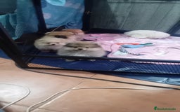 Pomerania perros en venta: Preciosos cachorros de pomeranias boo - Imagen 1