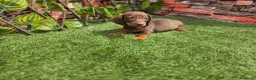 Teckel perros en venta: TECKEL MINIATURA CHOCOLATE - Anuncio 1
