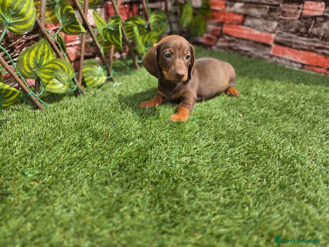 Teckel perros en venta: TECKEL MINIATURA CHOCOLATE - Anuncio 1