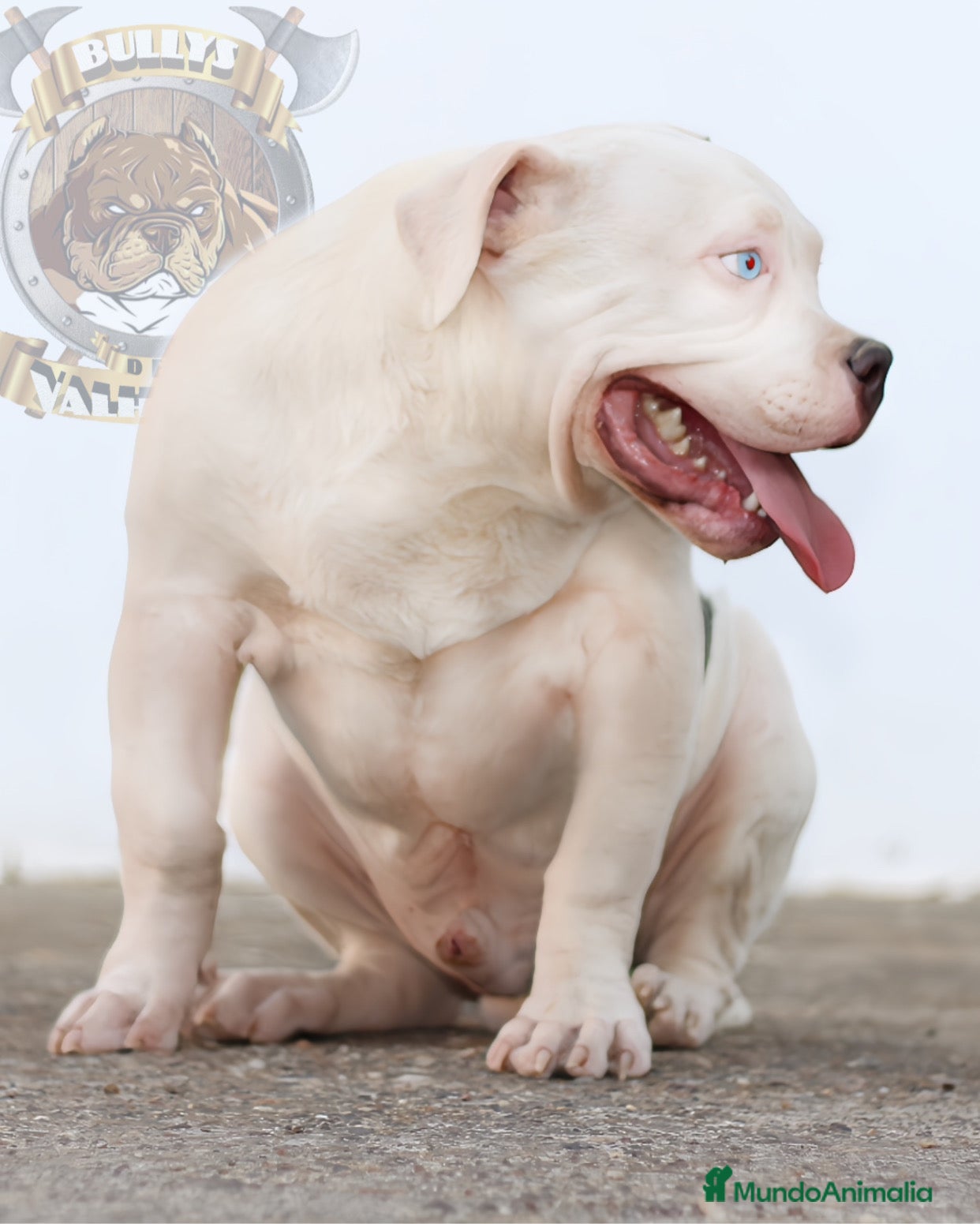 American Bully perros OFERTA AMERICAN BULLY A MITAD DE PRECIO en Sevilla - Anuncio 7