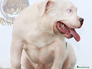 American Bully perros en Sevilla - Anuncio 17