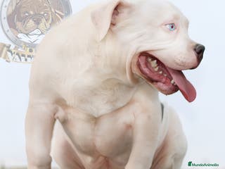 American Bully perros OFERTA AMERICAN BULLY A MITAD DE PRECIO en Sevilla - Anuncio 6