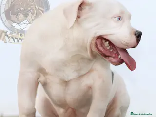 American Bully perros OFERTA AMERICAN BULLY A MITAD DE PRECIO - Anuncio 8