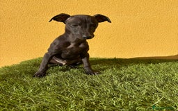 Pequeño Lebrel Italiano perros en venta: piccolo lebrel italiano galgito - Imagen 14