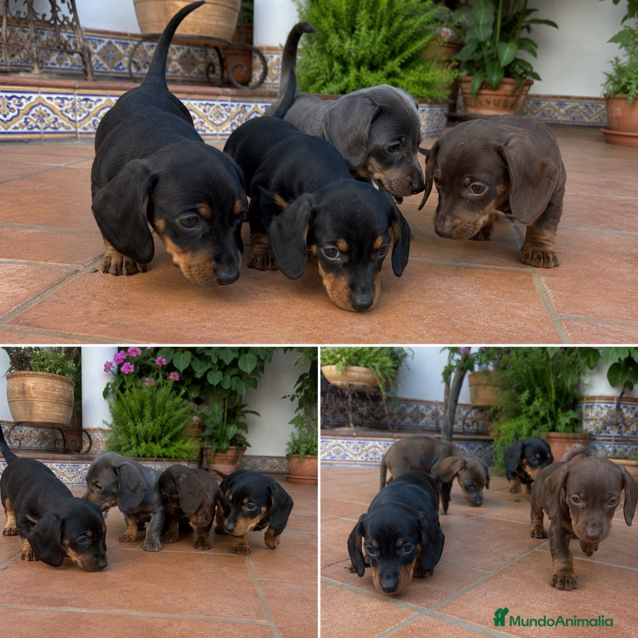 Teckel Miniatura perros TECKEL - CADIZ  - Anuncio 2