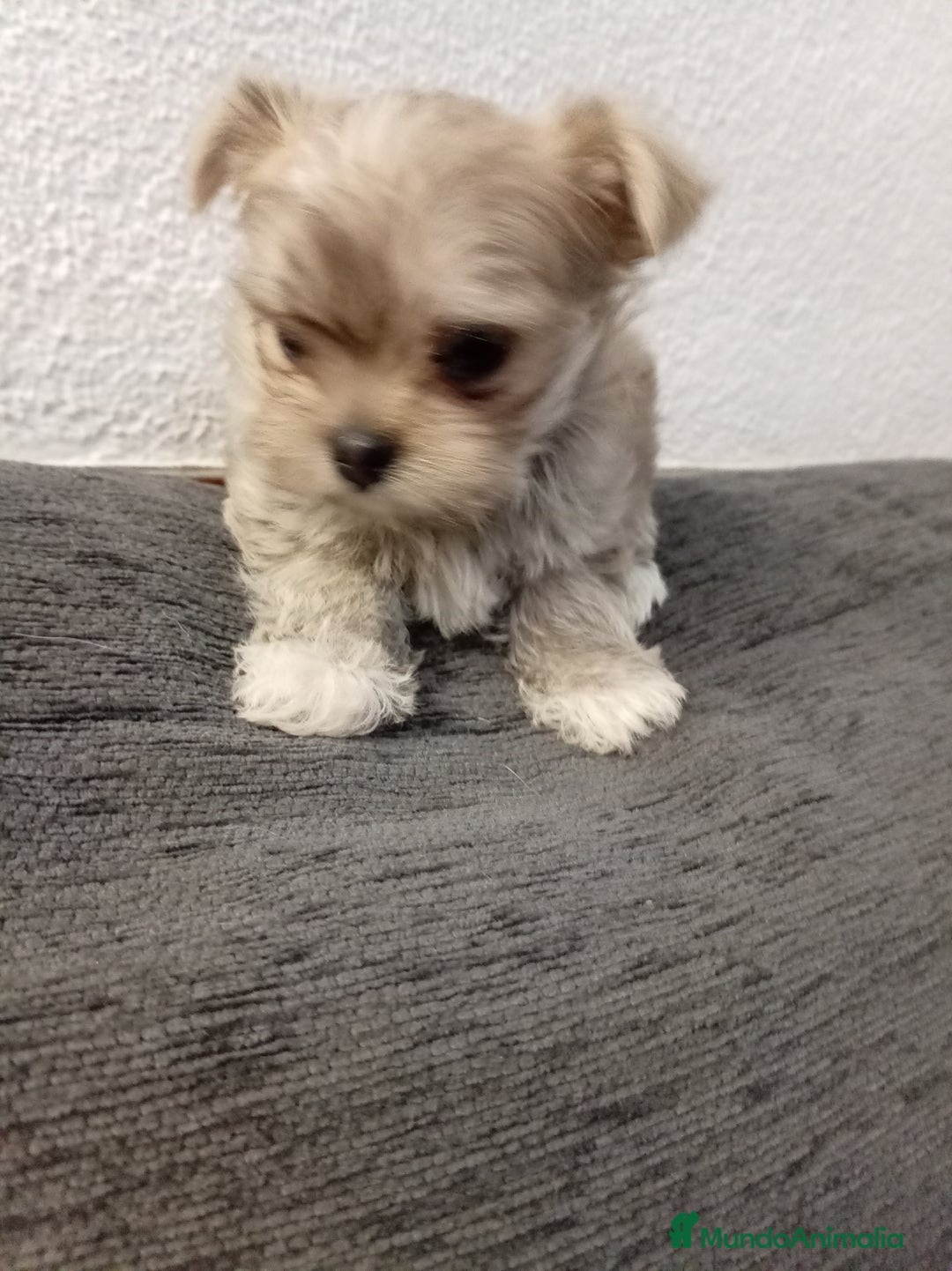 Maltipoo perros en venta: Maltipoo - Anuncio 3