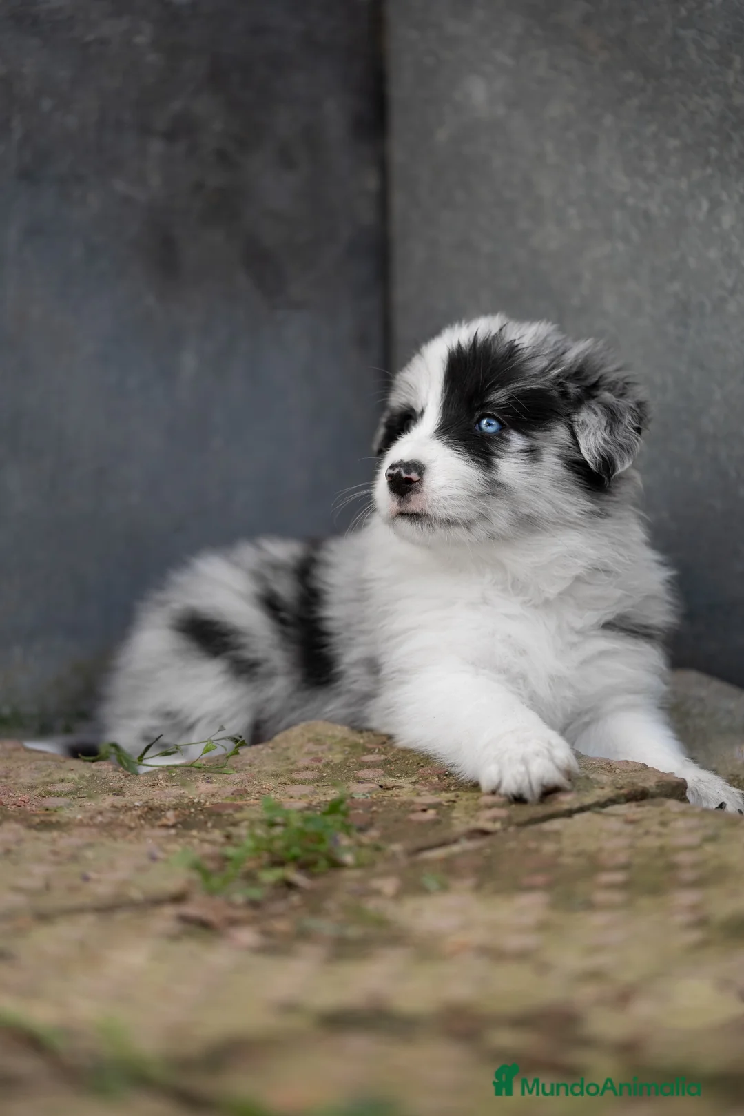 Border Collie perros en venta: Bordercollie de CAN CLARENS  en Barcelona - Anuncio 1