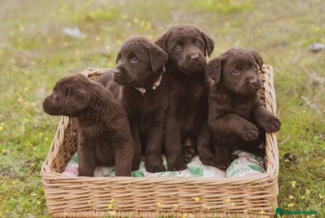 Labrador Retriever perros en venta: Labrador retriever chocolates  - Imagen 1