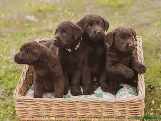 Labrador Retriever perros - Anuncio 12