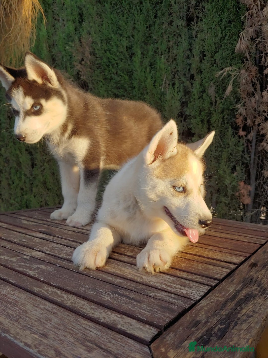 Husky Siberiano perros en venta: Camada de husky  - Imagen 4