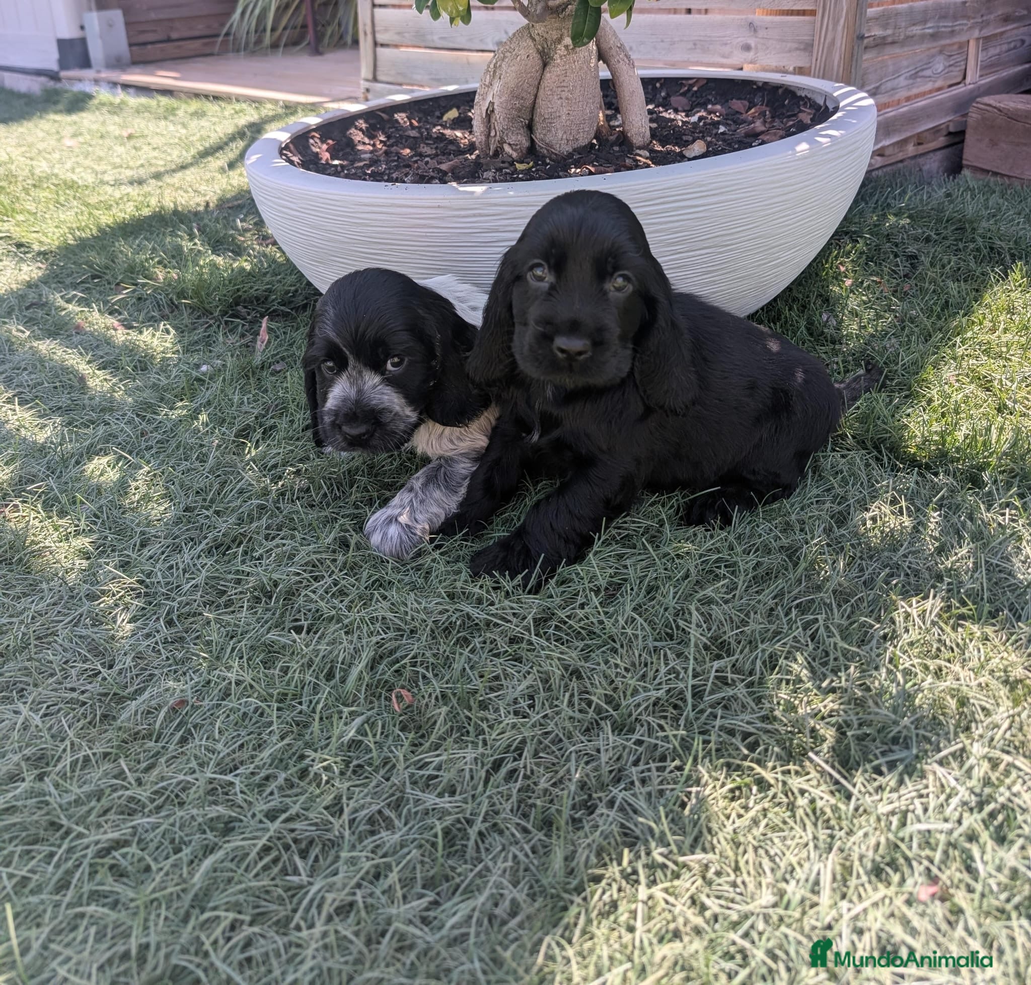 Cocker Spaniel Inglés perros Cachorros de Cocker Spaniel  - Anuncio 1