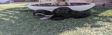 Cocker Spaniel Inglés 1