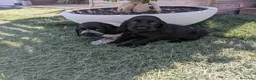 Cocker Spaniel Inglés perros en venta: Cachorros de Cocker Spaniel  - Anuncio 1