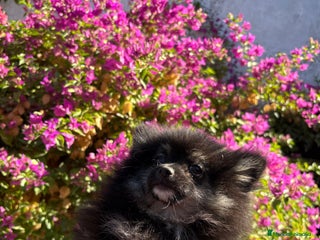 Pomerania perros - Anuncio 39
