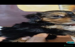 Yorkshire Terrier perros en venta:  Último macho Yorkshire terrier toy !!! - Anuncio 4