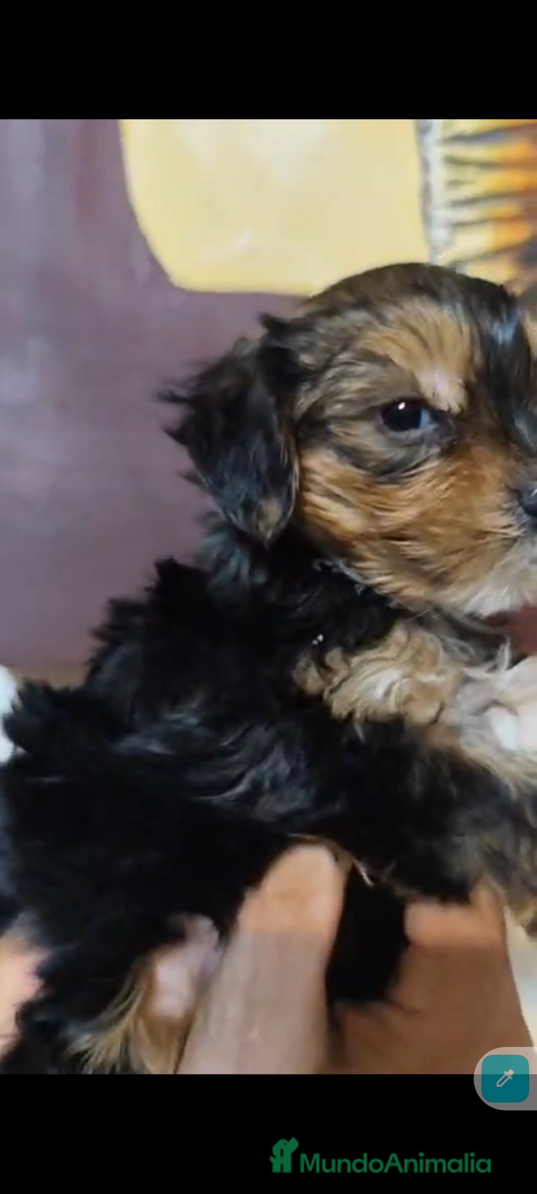 Yorkshire Terrier perros en venta:  Último macho Yorkshire terrier toy !!! - Anuncio 4