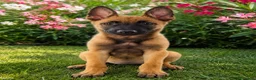 Pastor Holandés perros en venta: PASTOR HOLANDES  - Anuncio 4