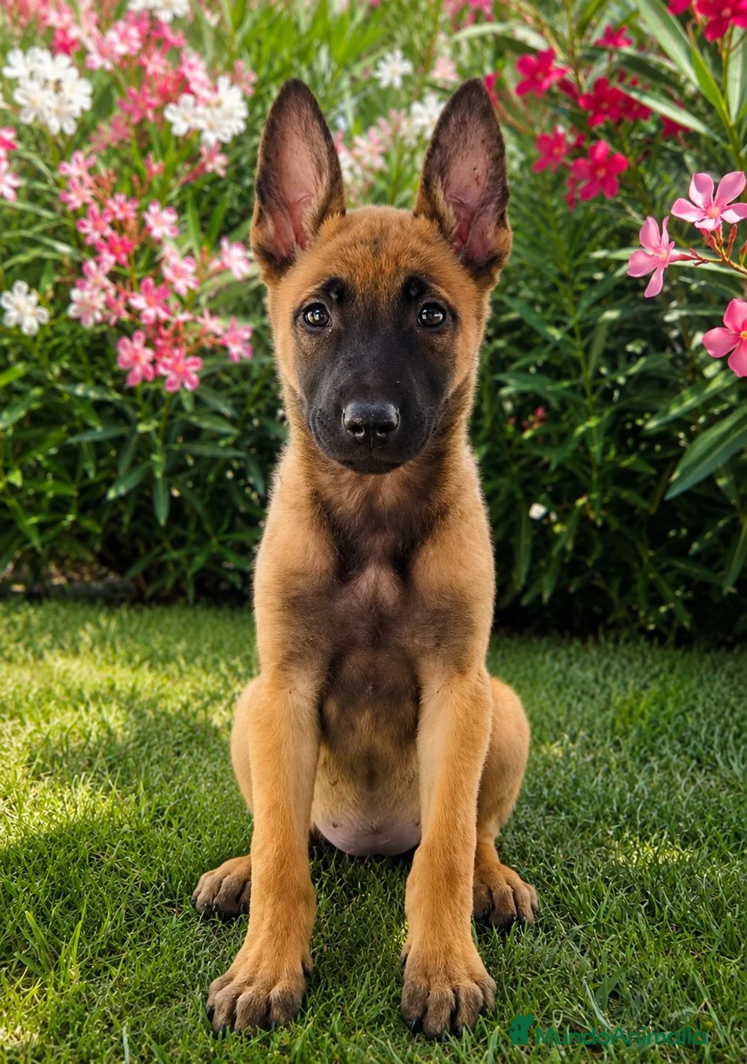 Pastor Holandés perros en venta: PASTOR HOLANDES  - Anuncio 4