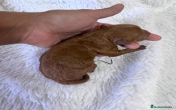 Caniche Toy perros en venta: CANICHE TOY HEMBRA - Imagen 5