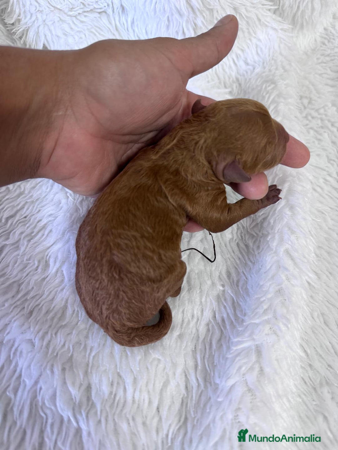 Caniche Toy perros en venta: CANICHE TOY HEMBRA - Imagen 5