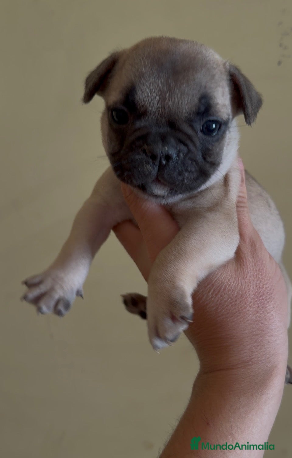 Bulldog Francés perros Bulldog frances - Anuncio 2