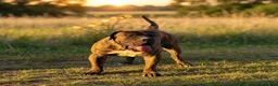 Presa Canario perros en venta: Camada presa canario pedigri FCI - Anuncio 9