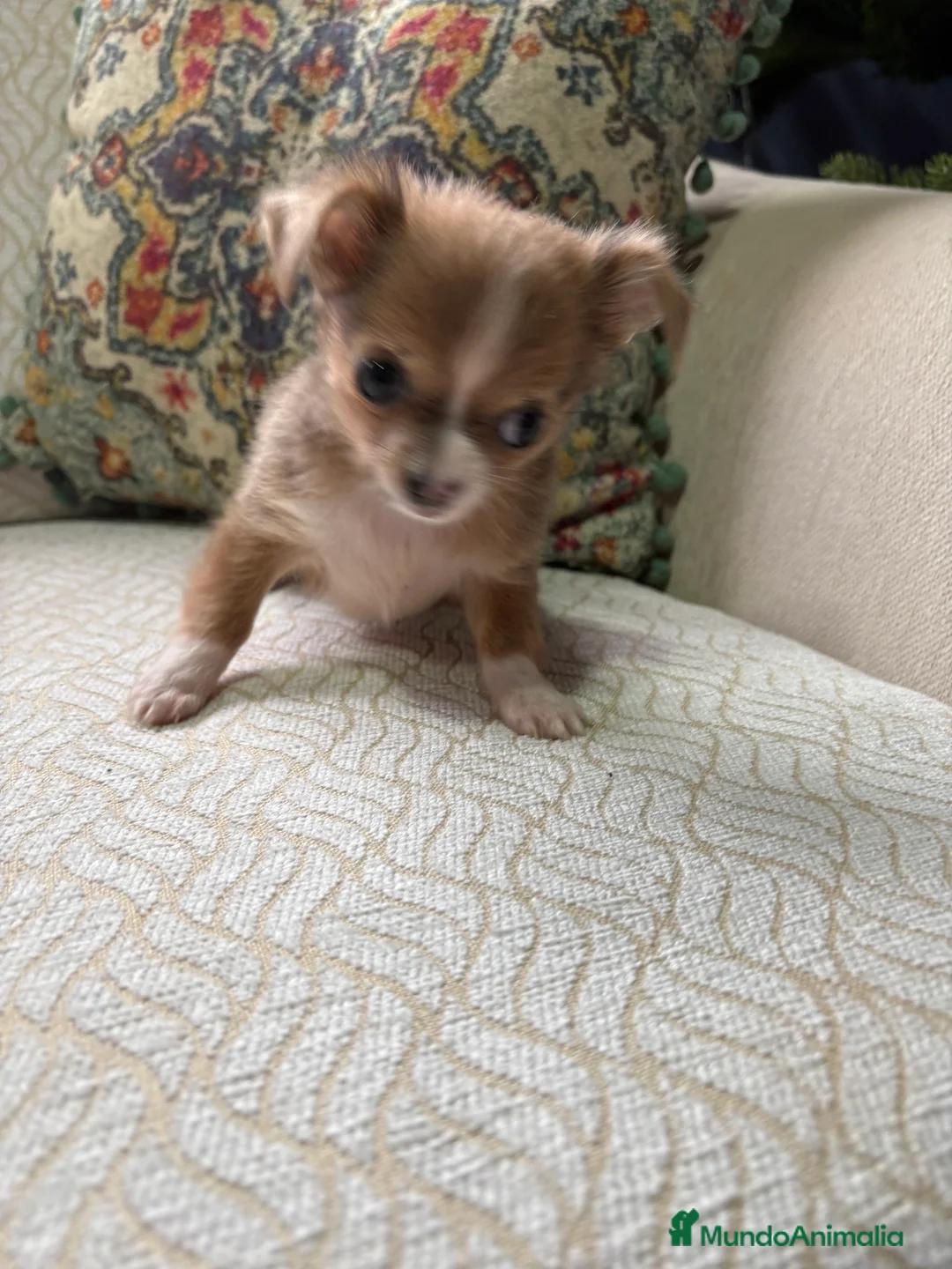 Chihuahua perros en venta: Chihuahua Toy hembra chocolate pelo largo  - Anuncio 10