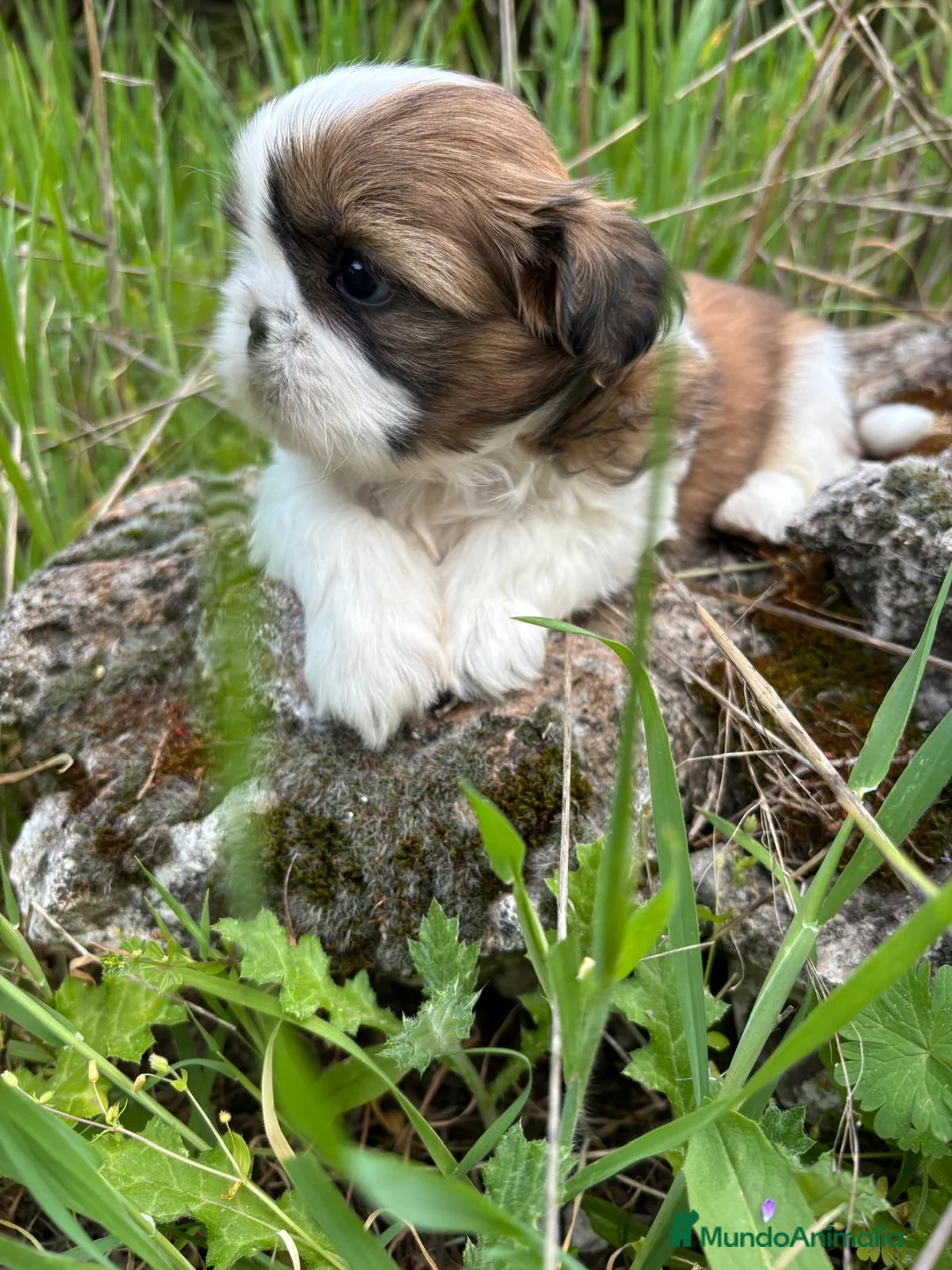 Shih Tzu perros en venta: Shih tzu  - Anuncio 1