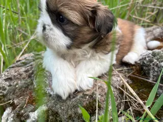 Shih Tzu perros Shih tzu - Anuncio 1