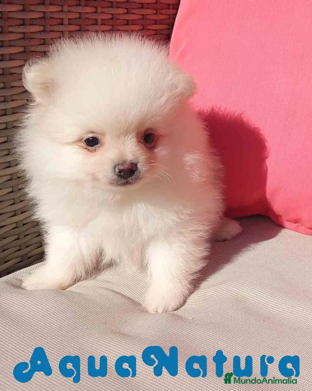 Pomerania perros en venta:  Pomerania Macho de Grana y Pompom 1881 AQUANATURA - Anuncio 2