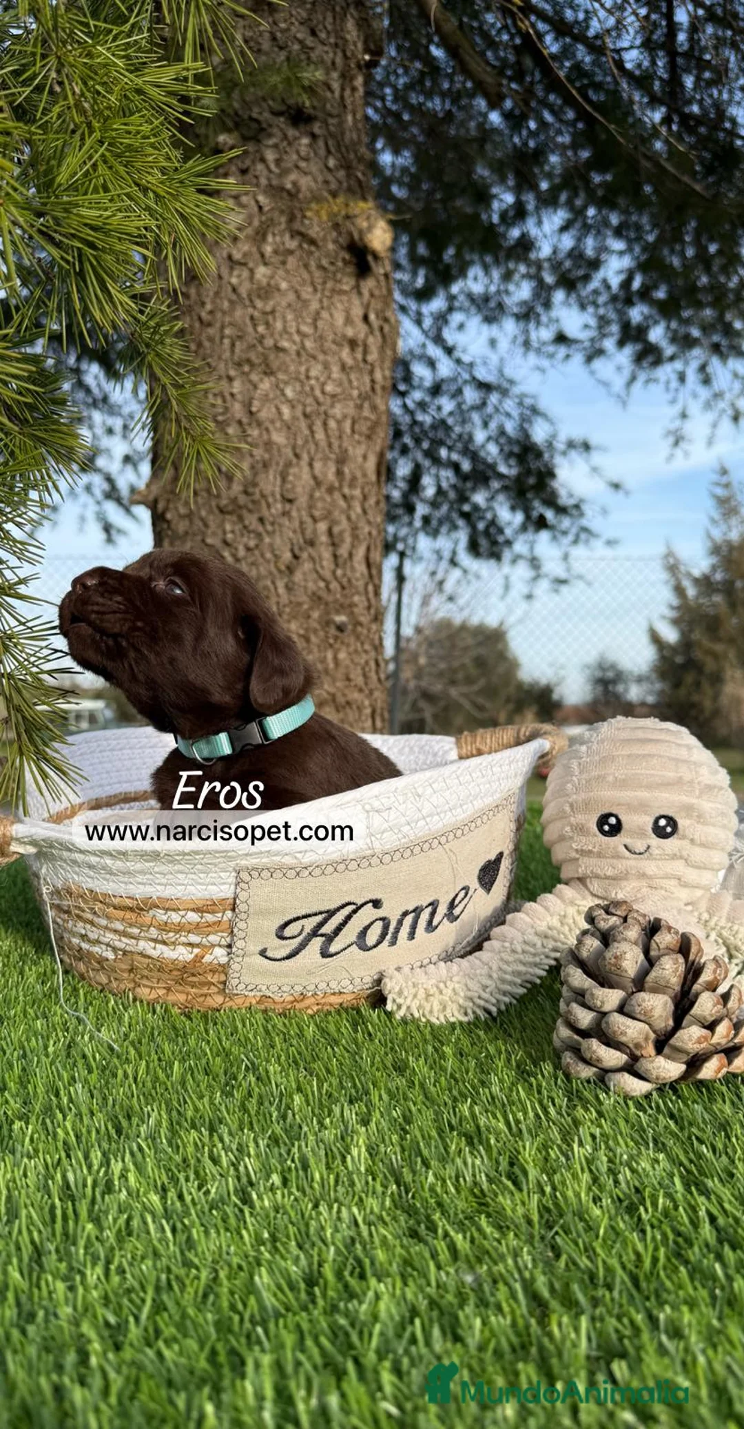 Labrador Retriever perros en venta: CACHORROS LABRADORES DISPONIBLES en Asturias - Anuncio 5