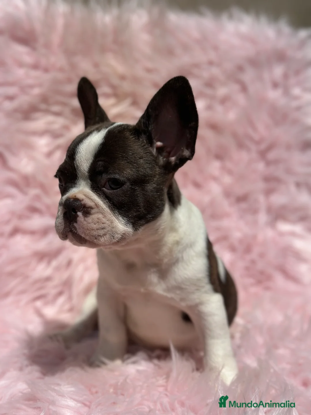 Bulldog Francés perros en venta: BULLDOG BICOLOR HEMBRA - Anuncio 4