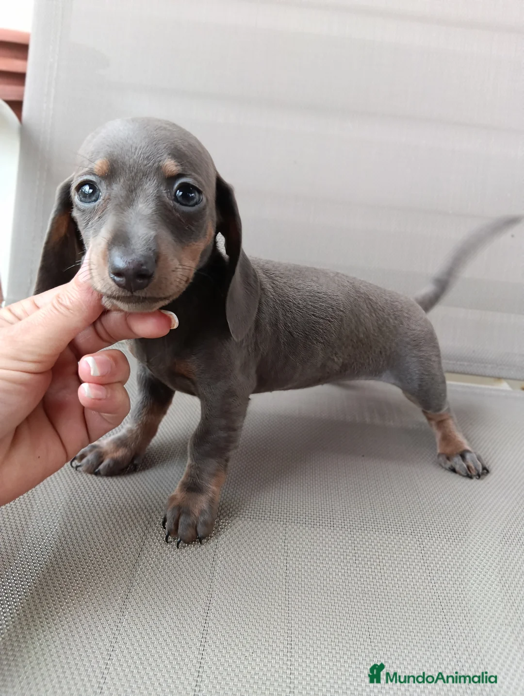 Teckel Miniatura perros en venta: Teckel miniatura - Anuncio 3