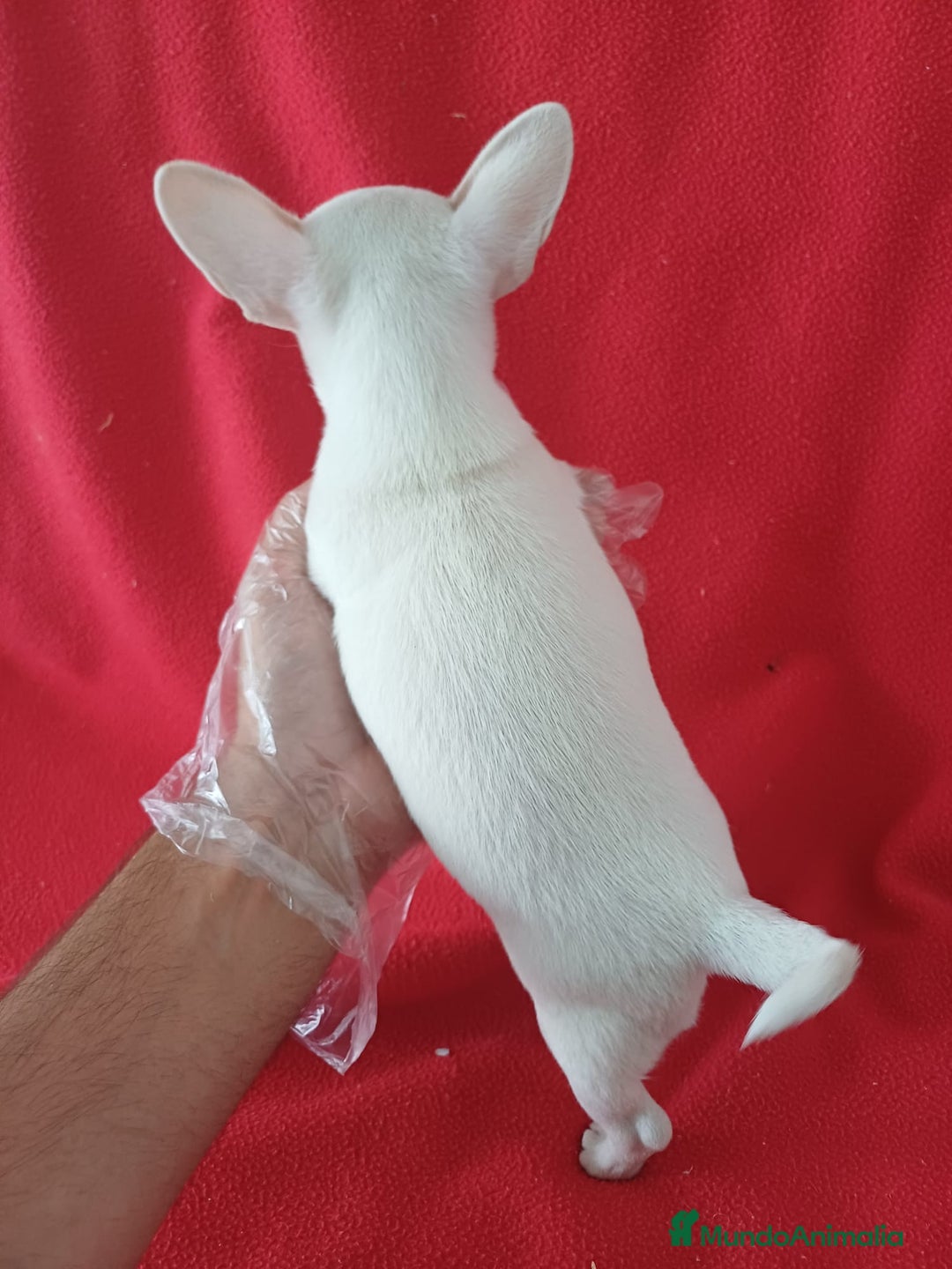 Chihuahua perros en venta: Chihuahua Mini  - Imagen 3