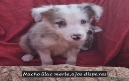 Border Collie perros en venta: Border collie clásico machos y hembras - Imagen 5