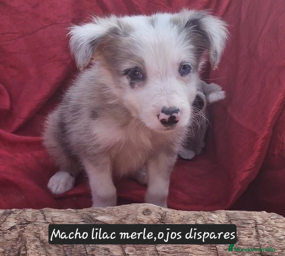 Border Collie perros en venta: Border collie clásico machos y hembras - Imagen 5