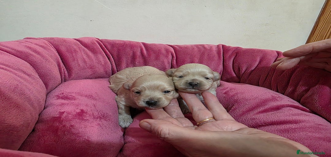 Imagen de galería {{count}}