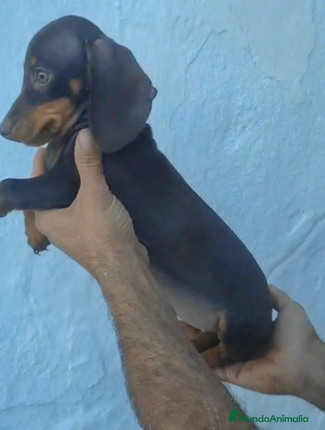 Teckel Miniatura perros en venta: Teckel miniaturas color chocolate y negros fuego  - Anuncio 2