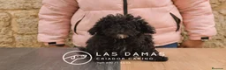 Caniche Enano perros en venta: Hembras de caniche color negro - Anuncio 4