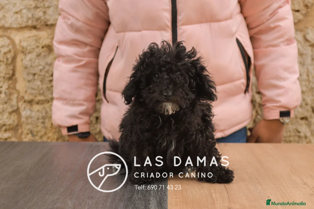 Caniche Enano perros en venta: Hembras de caniche color negro - Anuncio 4