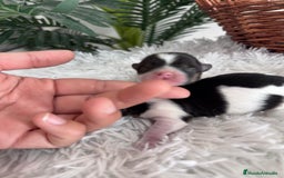 Yorkshire Terrier perros en venta: YORKSHIRE TERRIER BIEWER - Imagen 28