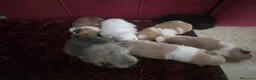 Pomerania perros en venta: Pomerania - Anuncio 2