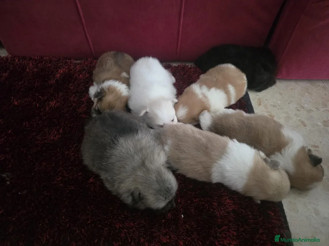 Pomerania perros en venta: Pomerania - Anuncio 2