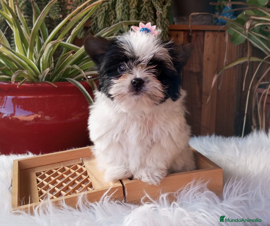 Biewer Yorkshire Terrier a la Pom Pon perros en venta: Hembrita yorkshire biewer micro/toy - Anuncio 3