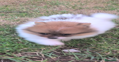 Spitz pequeño - Kleinspitz perros - Propaganda 5