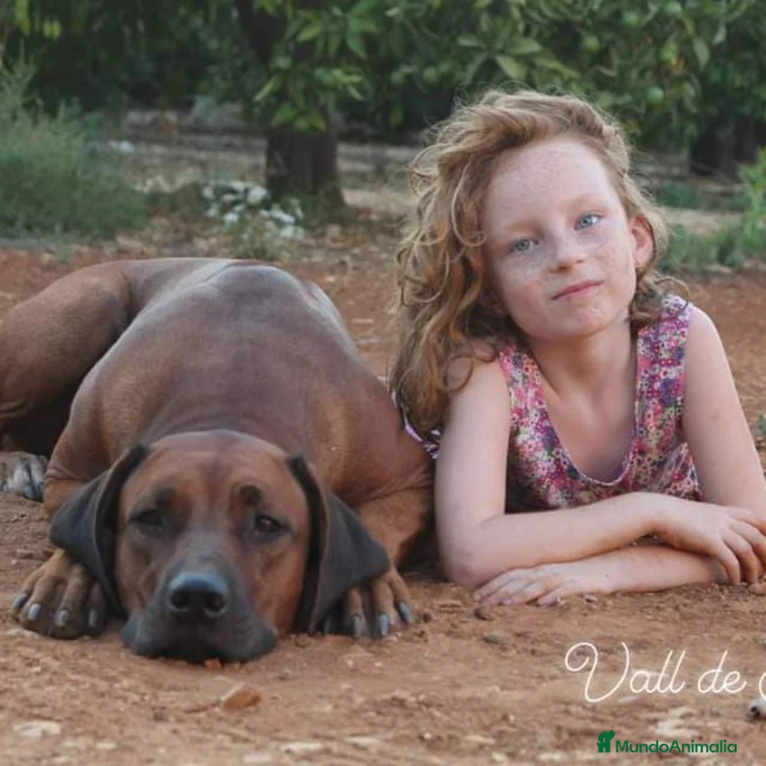 Imagen de galería {{count}}