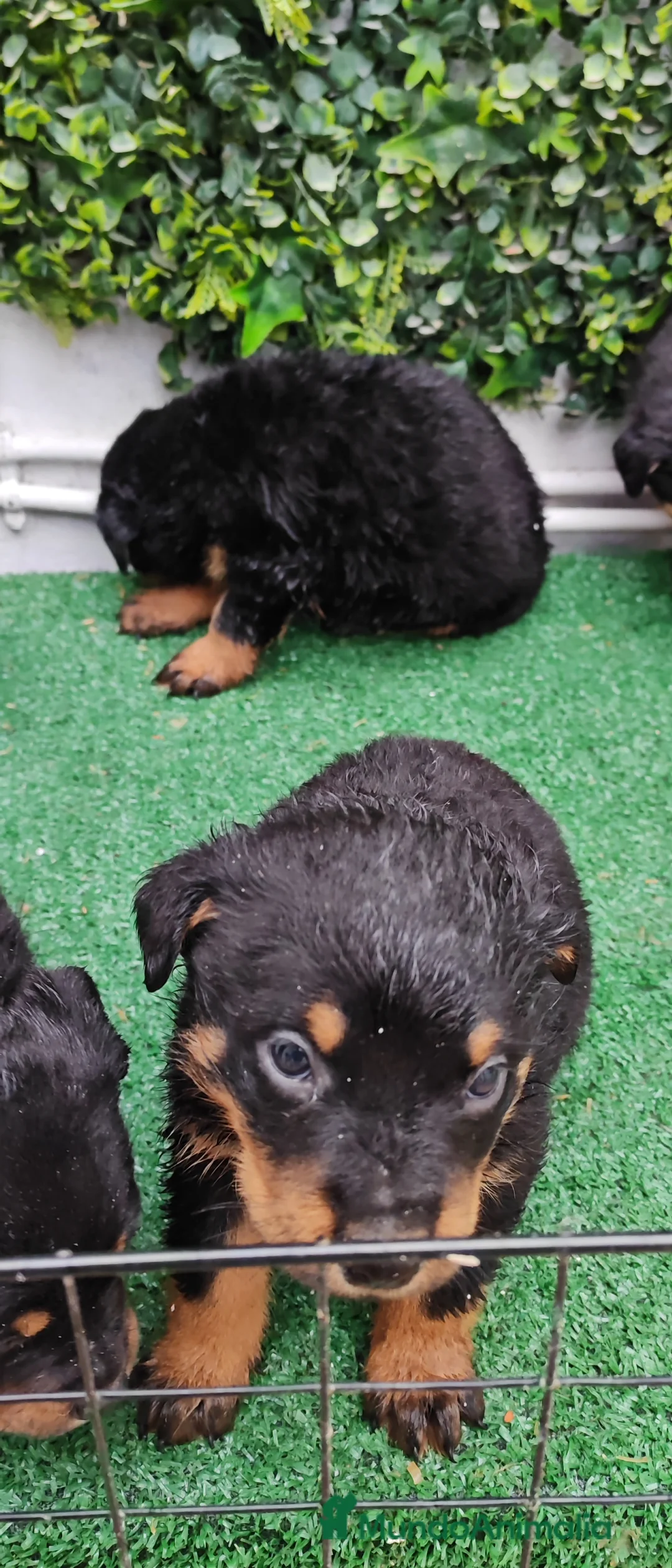 Rottweiler perros en venta: 2 Últimos machos de Rottwailer - Anuncio 17
