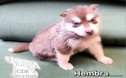 Husky Siberiano perros en venta: Precios husky siberianos - Imagen 5