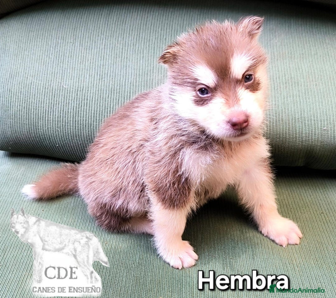 Husky Siberiano perros en venta: Precios husky siberianos - Imagen 5